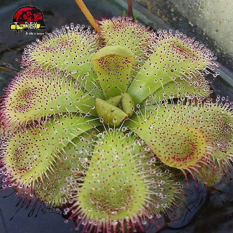 comprar planta carnivora drosera admirabilis