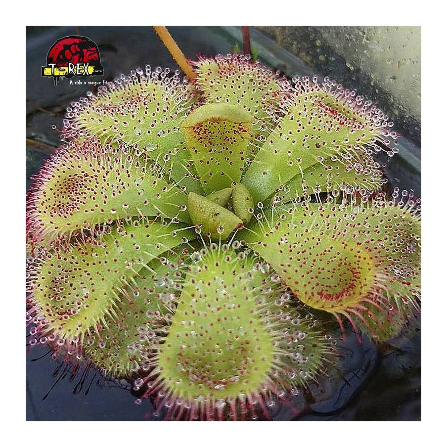 comprar planta carnivora drosera admirabilis