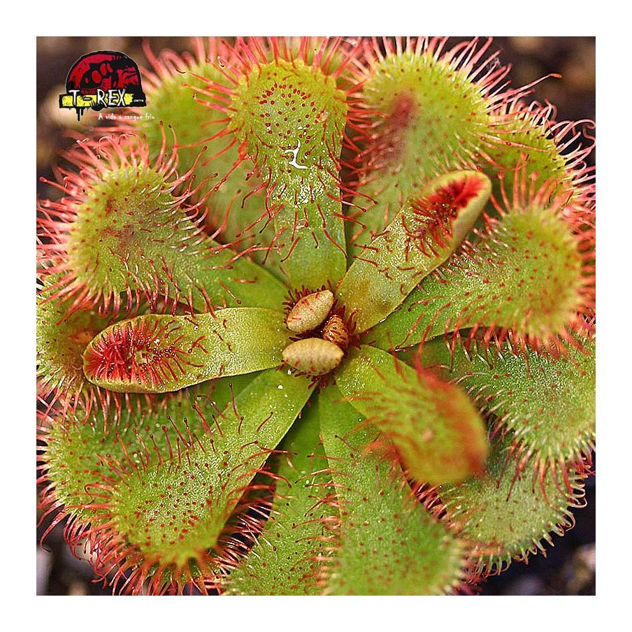 comprar planta carnivorra drosera slacki