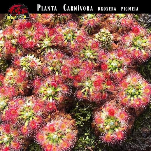 comprar muda de  planta carnivora drosera pigmeia