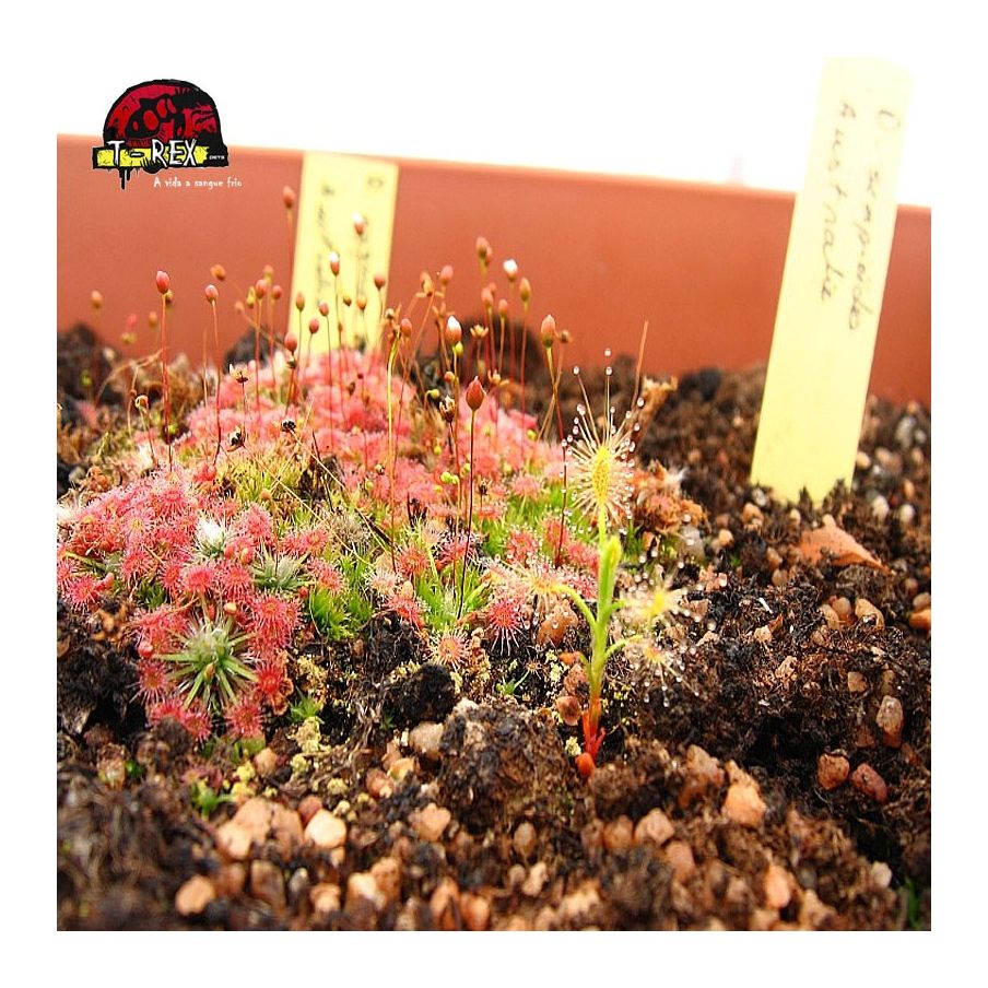 comprar muda de  planta carnivora drosera pigmeia