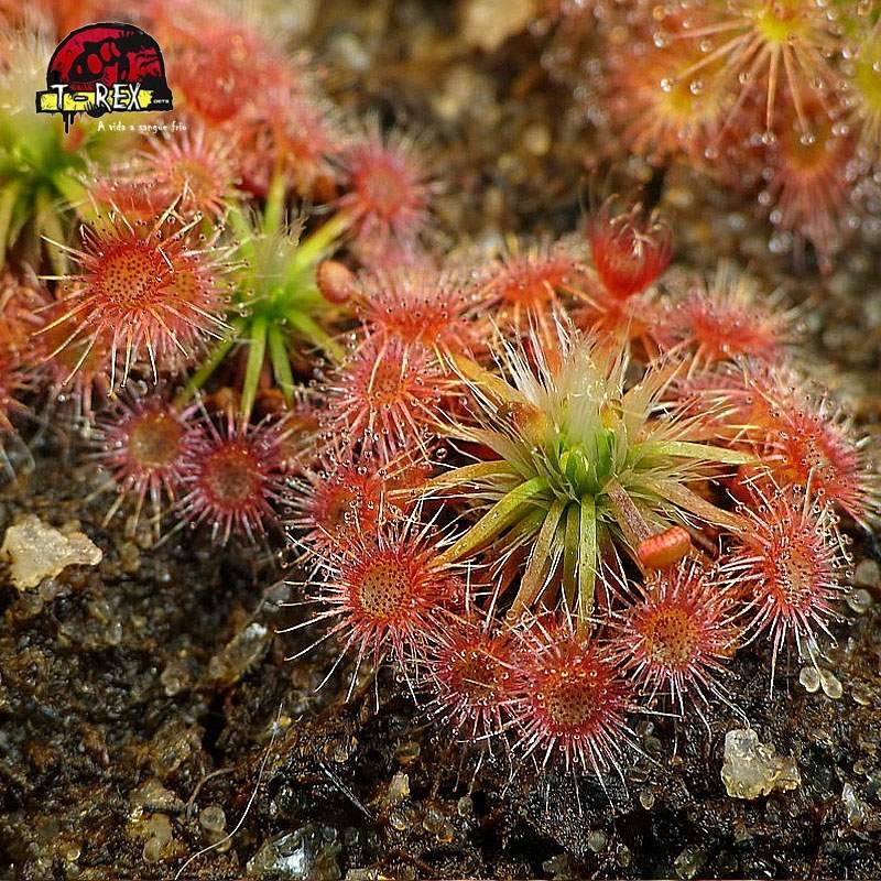 comprar planta carnivora drosera pigmeia