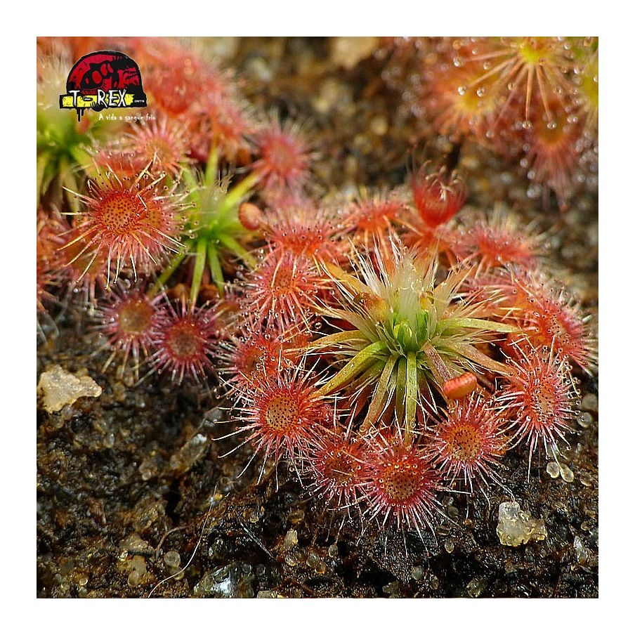 comprar planta carnivora drosera pigmeia