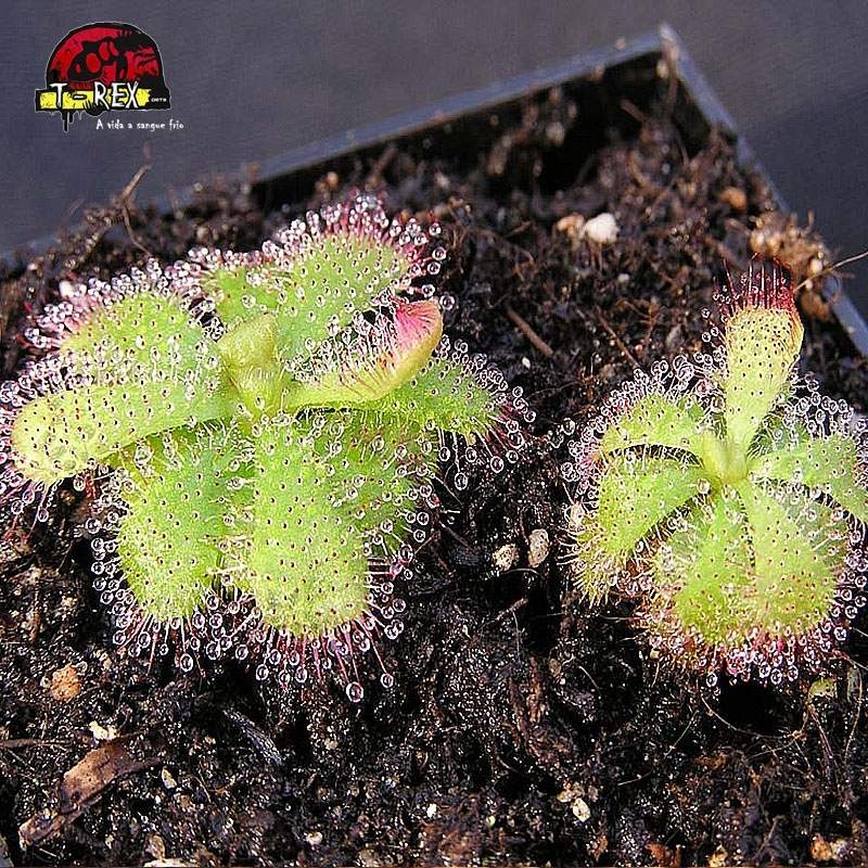 comprar planta carnivora drosera cuneifolia