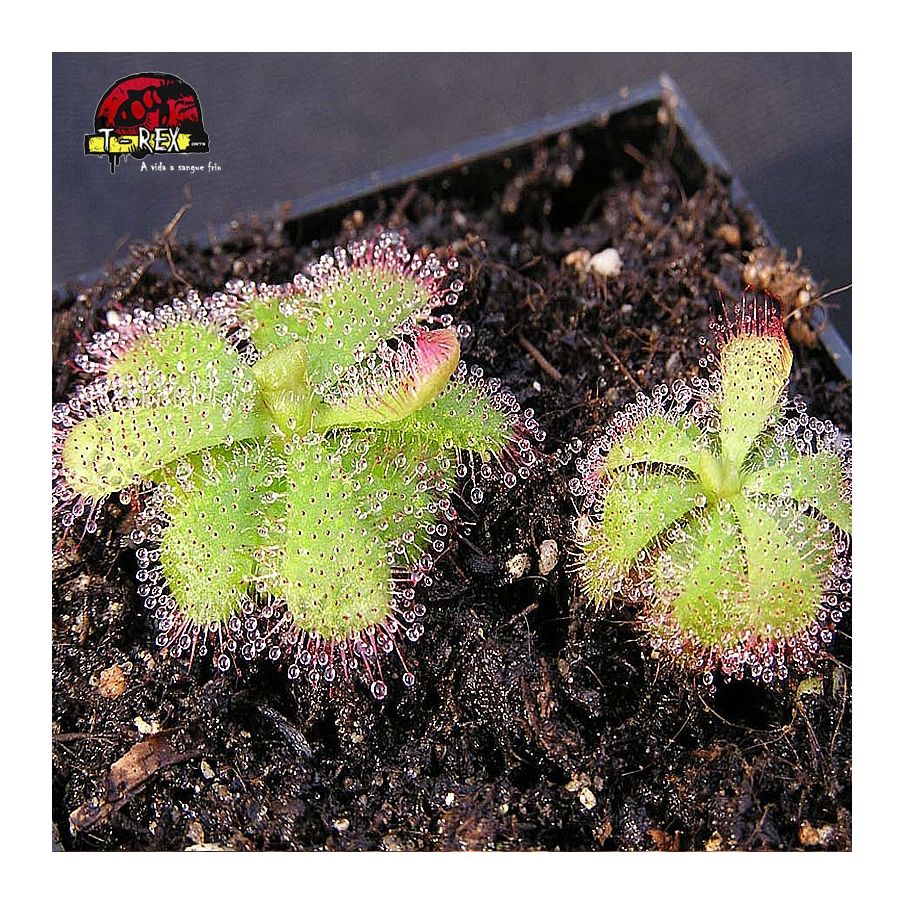 comprar planta carnivora drosera cuneifolia