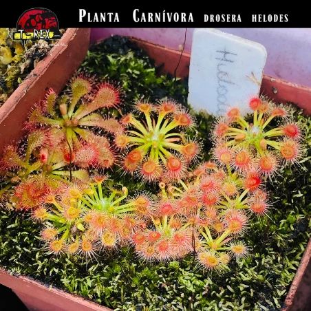 Venda de Planta Carnívora Drosera Helodes