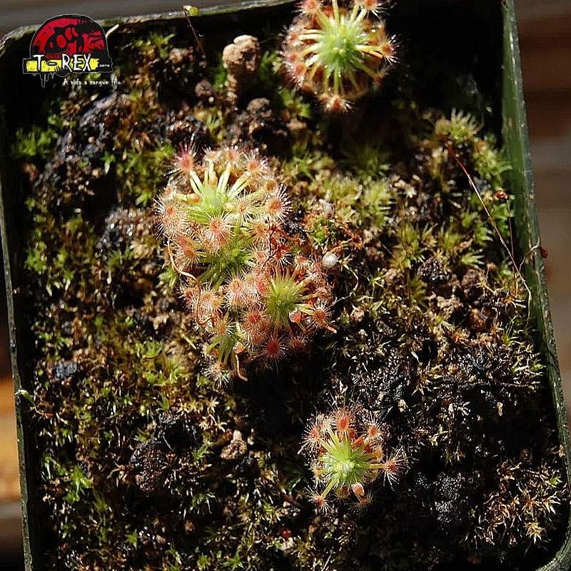 comprar planta carnivora drosera helodes