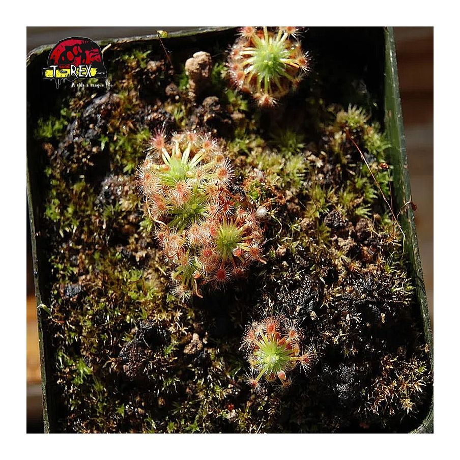 comprar planta carnivora drosera helodes