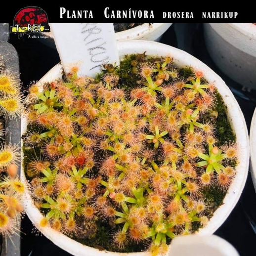 venda de Planta Carnívora drosera narrikup