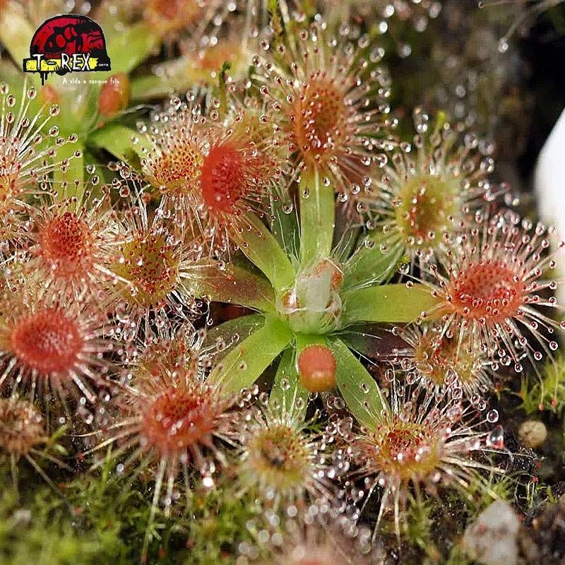 comprar planta carnivora drosera narrikup