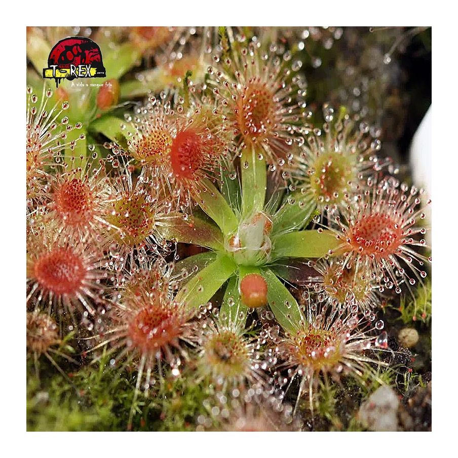 comprar planta carnivora drosera narrikup