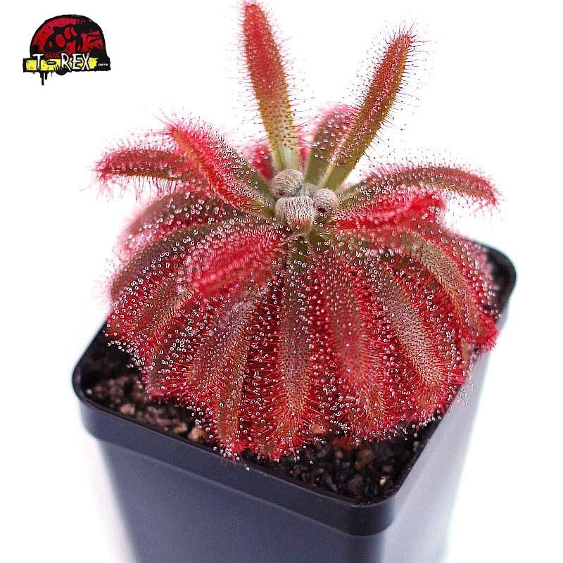 Comprar planta carnivora drosera graomogolensis