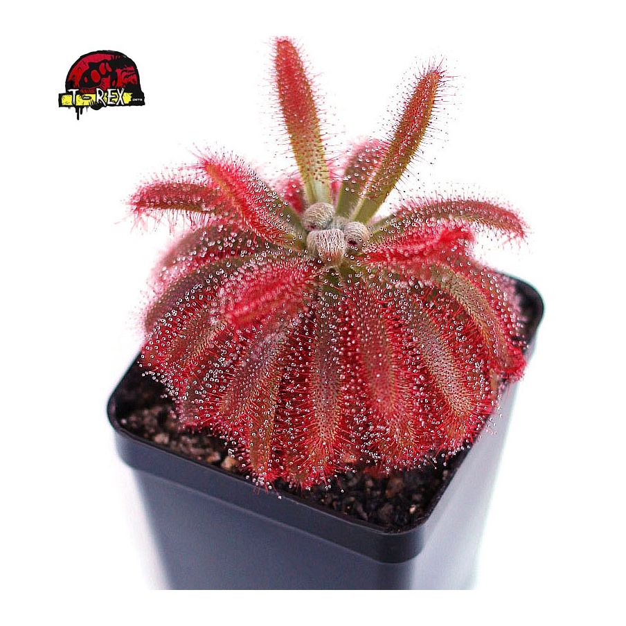 Comprar planta carnivora drosera graomogolensis