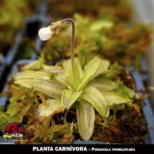 planta carnivora rio de janeiro primuliflora