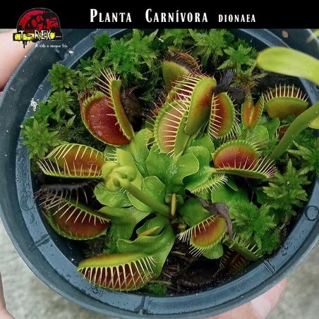 muda de planta carnivora