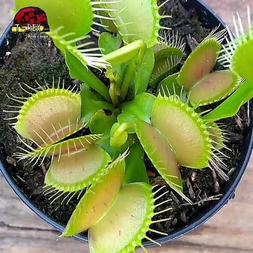 comprar planta carnivora dionaea muscipula típica