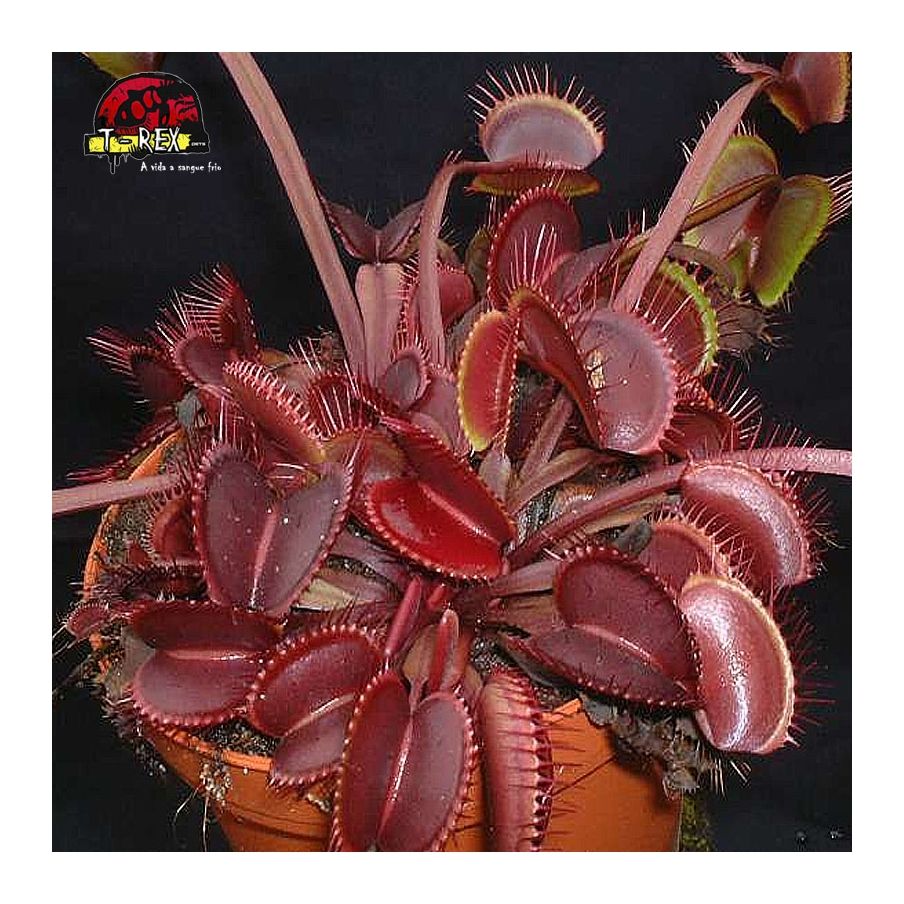 comprar planta carnivora dionea red dragon