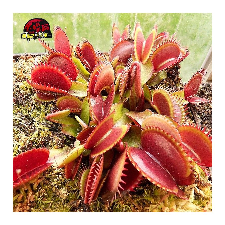 comprar planta carnivora dionea red shark