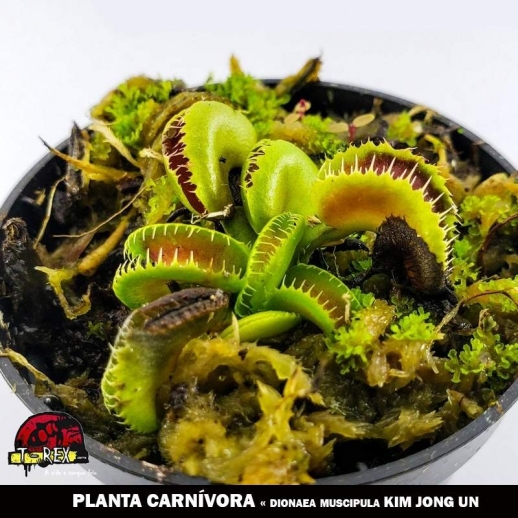 mudas de plantas carnivoras Dionea kim jong