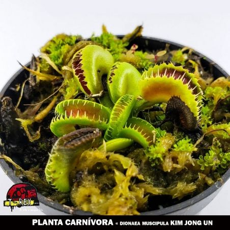 mudas de plantas carnivoras Dionea kim jong