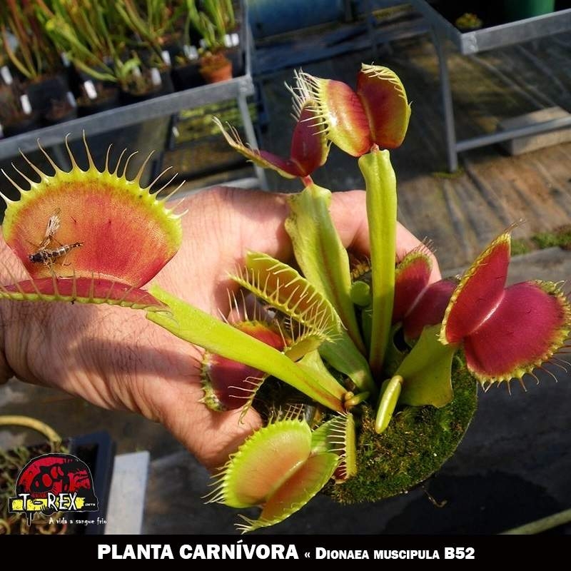 Plantascarnivoras