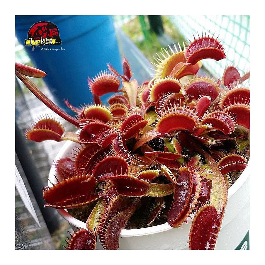 comprar planta carnivora dioneia muscipula maroon monster