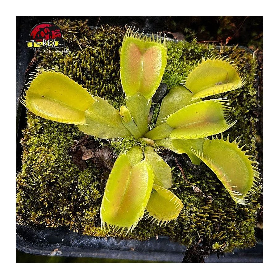 comprar planta carnivora dioneia triton