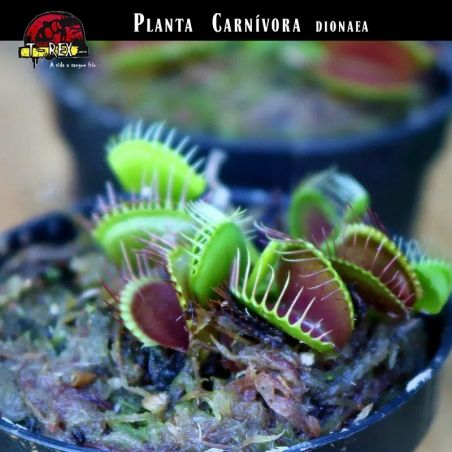 muda de planta carnivora