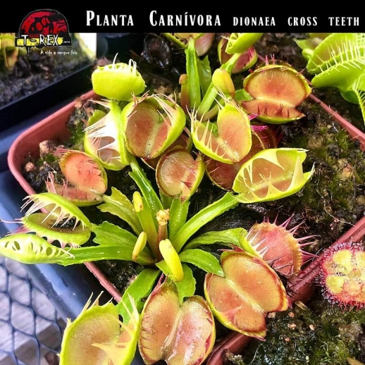 Muda de Planta Carnivora cross teeth