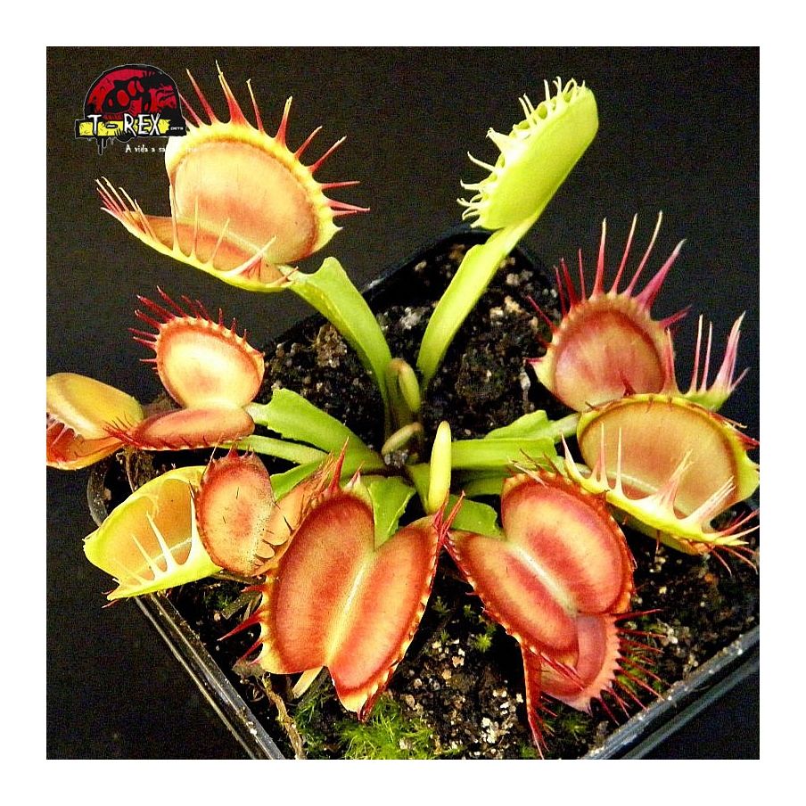 comprar planta carnivora dionaea cross teeth