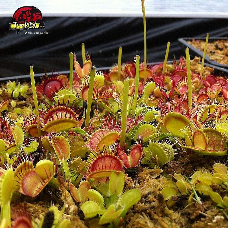 comprar planta carnivora dionaea cross teeth