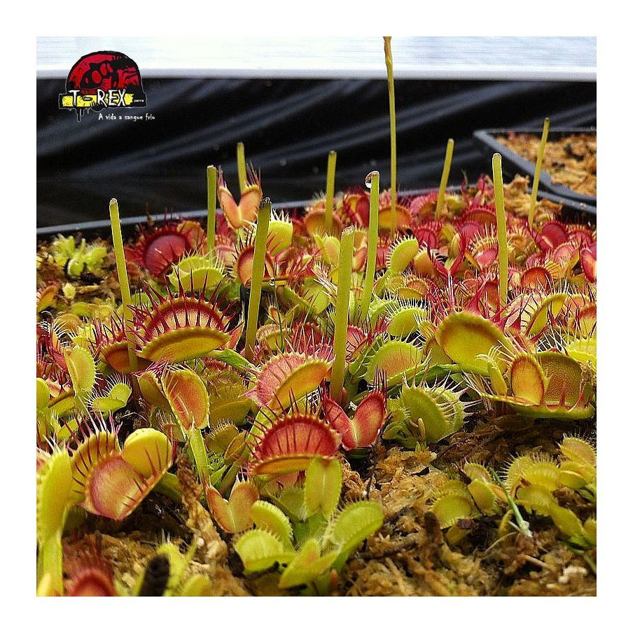 comprar planta carnivora dionaea cross teeth