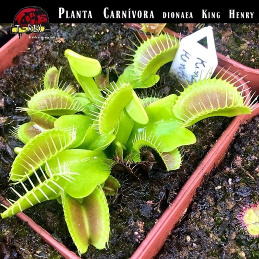 Planta Carnívora king em santa catarina