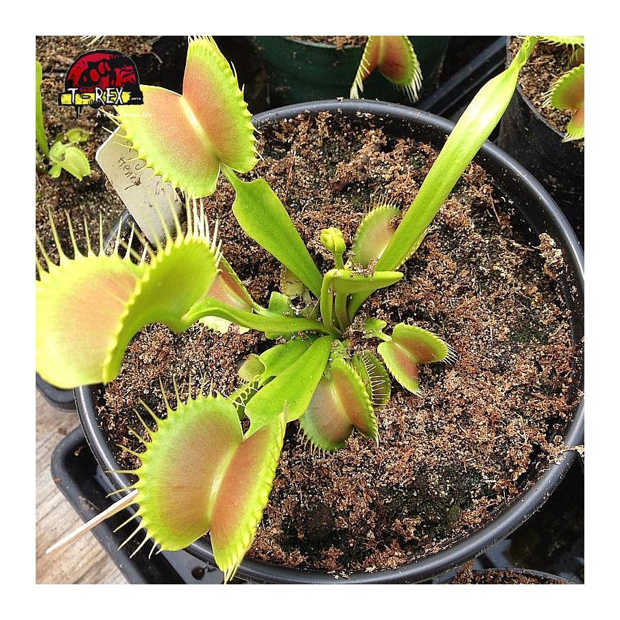 comprar planta carnivora dionaea king henry