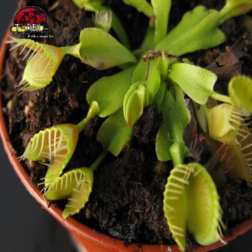 plantas carnivoras dioneia double trouble