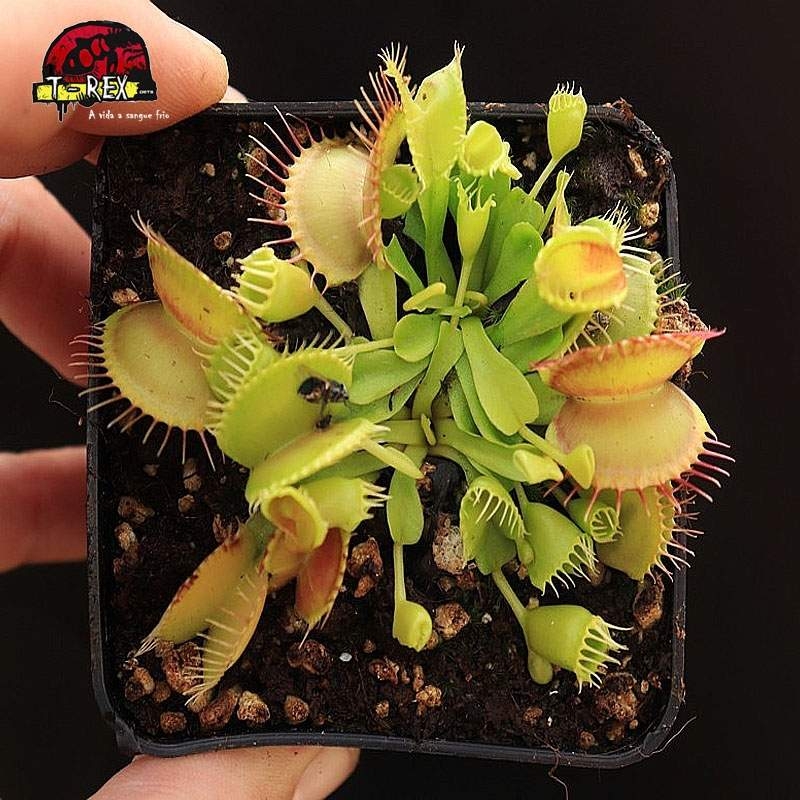 Comprar planta carnivora dioneia  double trouble