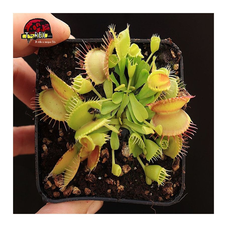 Comprar planta carnivora dioneia  double trouble