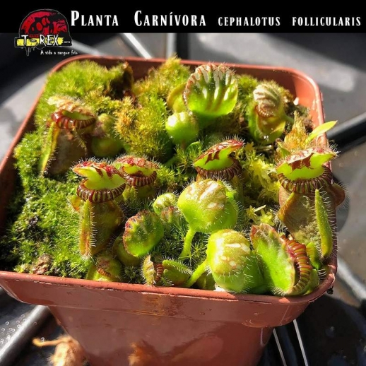 Mudas de Plantas Carnívoras cephalotus