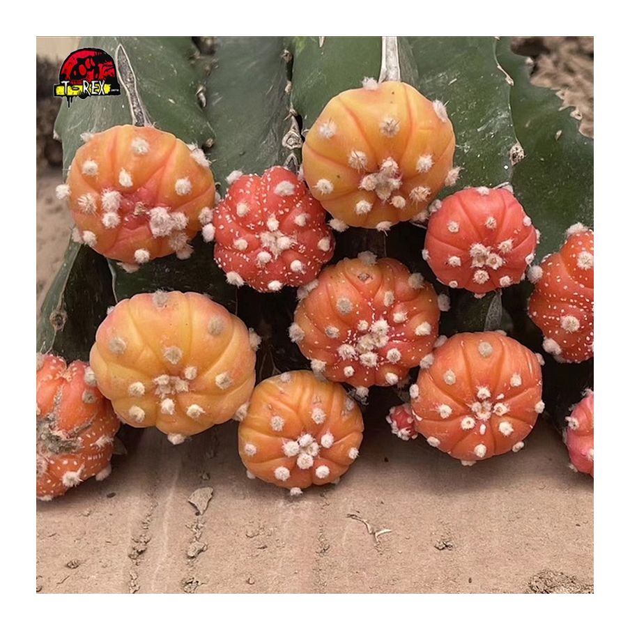 Comprar cacto laranjado Astrophytum asterias