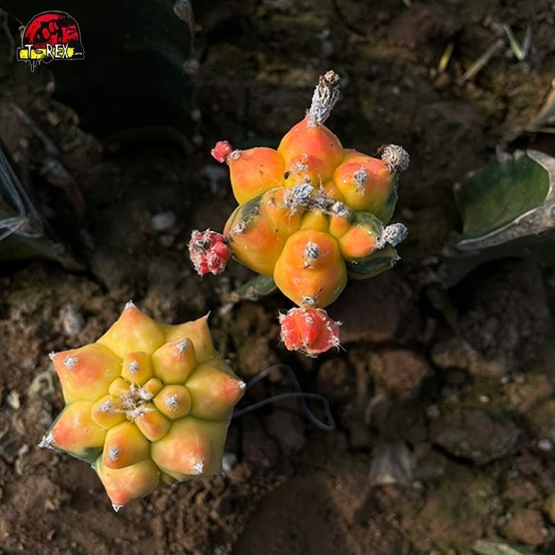 Comprar Cacto Colorido Astrophytum myriostigma