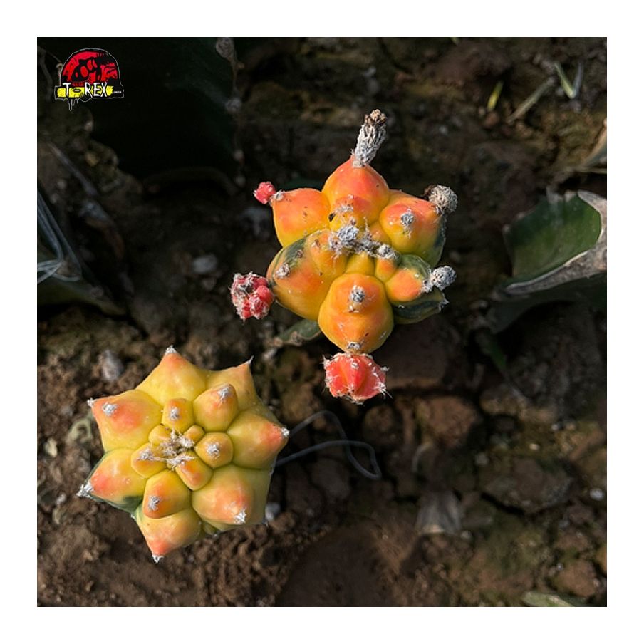 Comprar Cacto Colorido Astrophytum myriostigma