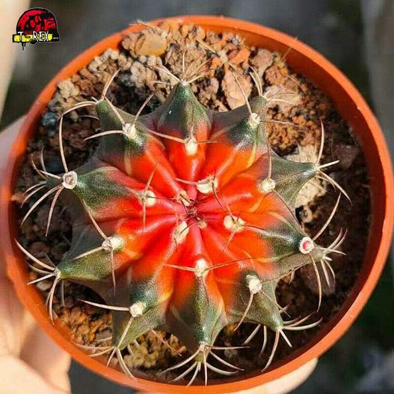 Cacto Vermelho Gymnocalycium