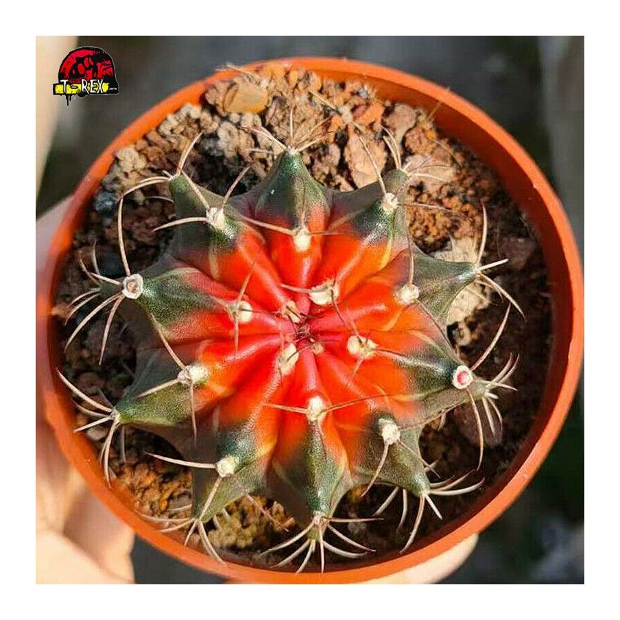 Cacto Vermelho Gymnocalycium