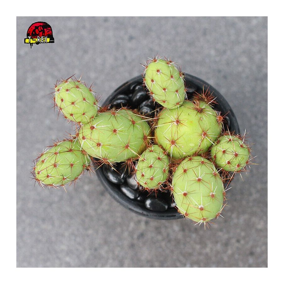 Cacto para Colecionador