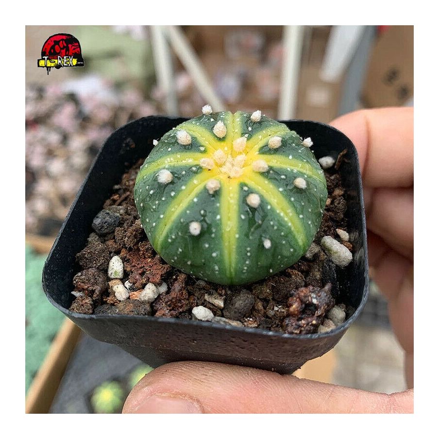 Cacto Amarelo Astrophytum asterias