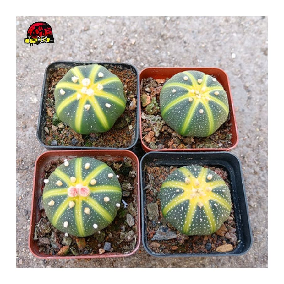 Comprar Cacto Amarelo Astrophytum asterias