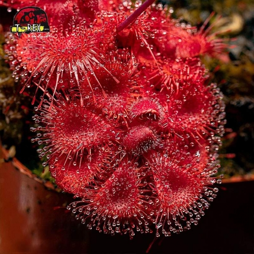 comprar planta carniora drosera burmanni red