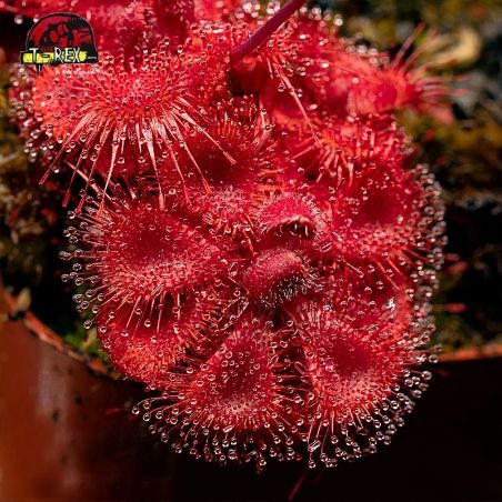 comprar planta carniora drosera burmanni red