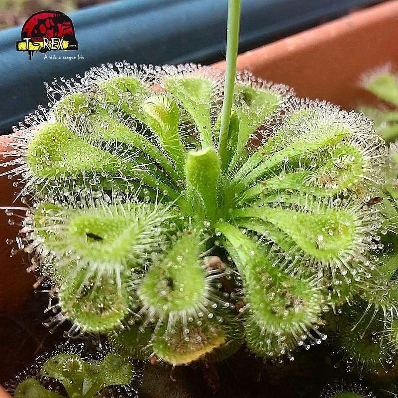 Comprar planta carnivora drosera burmanni