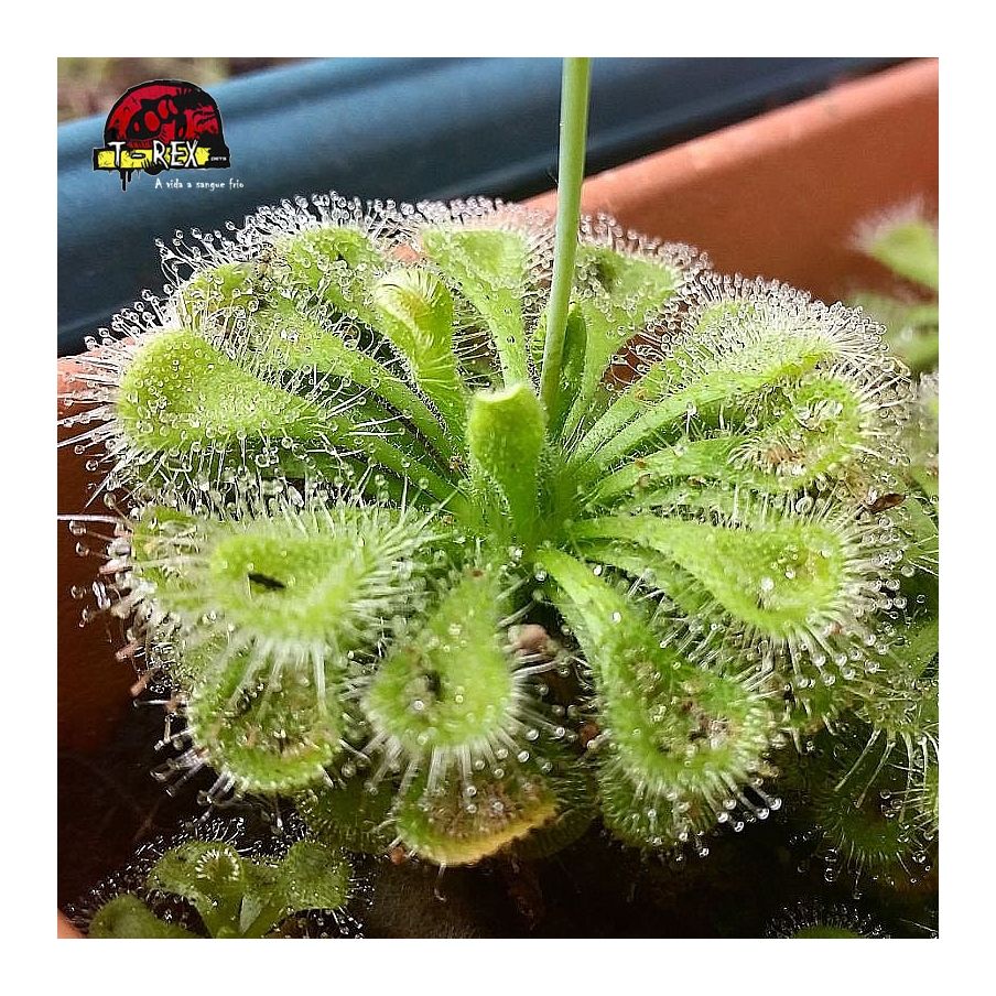 Comprar planta carnivora drosera burmanni